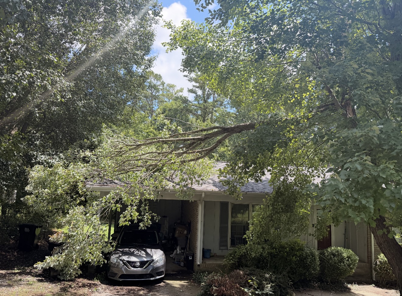Fallen Branch Removal — before