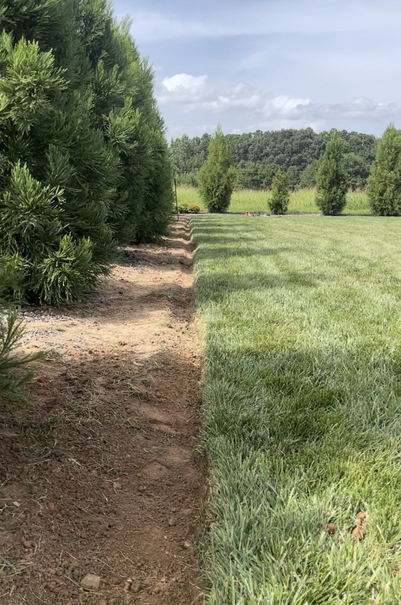 Edging and Mulch Install — before
