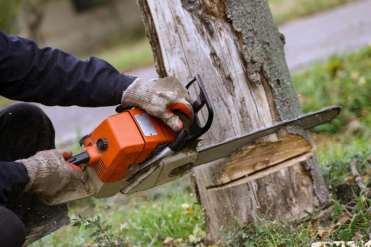 Tree Services service